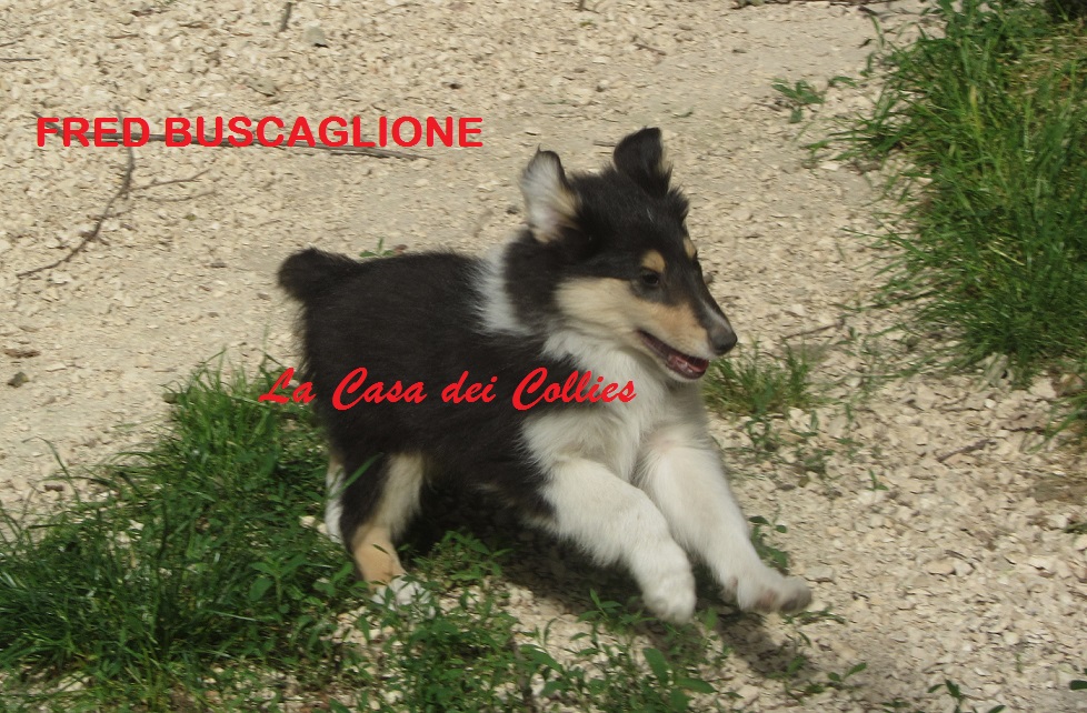 COLLIES FRED